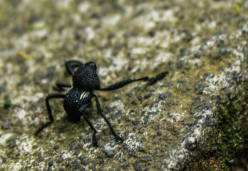 A curious insect on the street.


