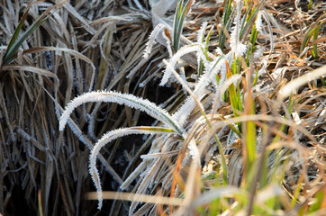 
white blue on dry grass, first frost