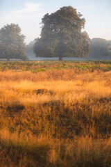 Obraz na płótnie Canvas A European Horse Chestnut tree (Aesculus hippocastanum) in a misty, foggy and peaceful English countryside landscape
