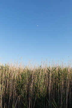 High reed at dusk