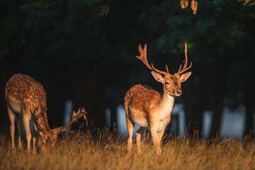 Golden light wildlife portrait of a pair of male spotted fallow deer stags (dama dama) in an...