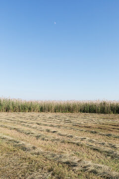 High reed at dusk