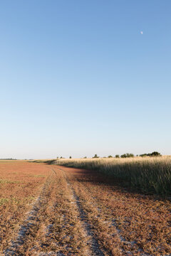 Dirt road trough a salt marsh