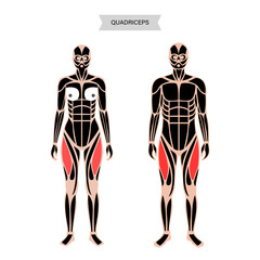 Muscular system legs