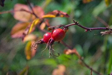Bright red dog rose hips on a branch close-up. Wild rosehips in nature.