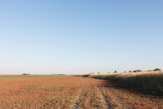 A road trough a salt marsh in summer