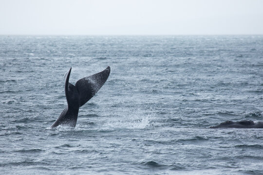 Southern Right Whale tail. Boston Bay. South Australia.