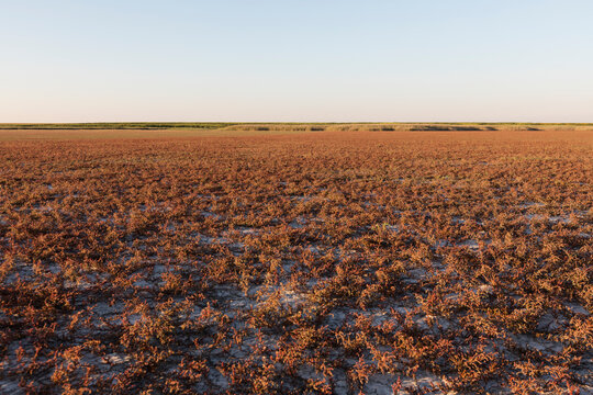 Red endemic plants to salt marsh in Serbia