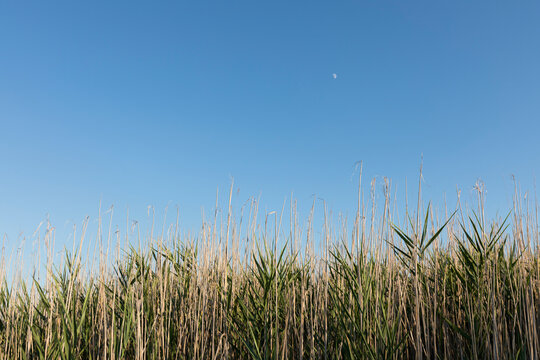 High reed at dusk