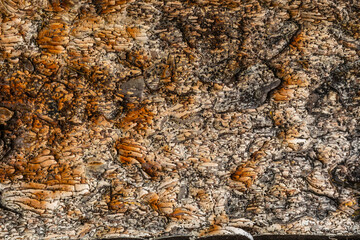 USA, New York, Adirondack State Park. Abstract of tree bark.