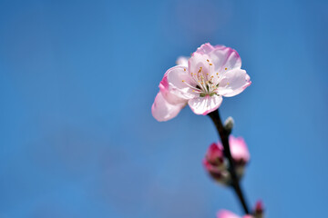 アーモンド　桜に似た花