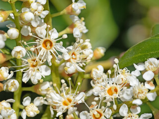 Blühender Kirschlorbeer, Prunus laurocerasus, im Frühling