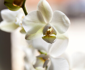 Macro white orchid flower