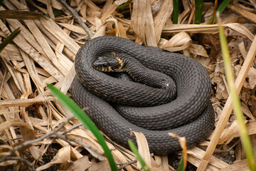 Snake lies in dry grass, curled up in a tangle