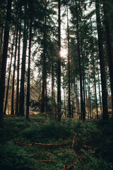 Forest trees in sunset color