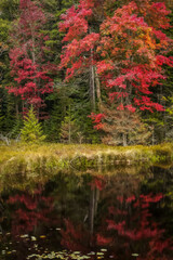 USA, New York, Adirondack State Park. Autumn reflections in pond.