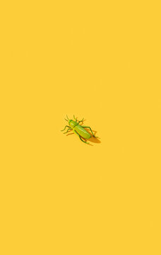 Grasshoppers