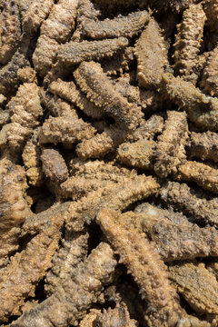Sea cucumber harvesting for medicine