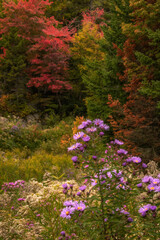 USA, New York, Adirondack State Park. Meadow flowers and forest in autumn.