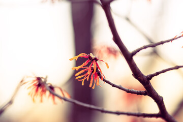 Diane witch hazel flowers blooming in winter