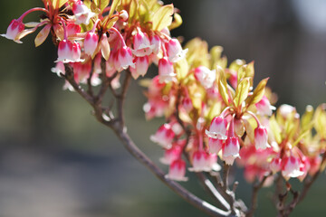 Obraz premium コヤスドウダン