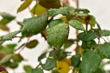 Luego de la lluvia
