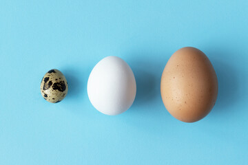 Three type of different birds eggs isolated on blue paper background. Various size and kind choice...