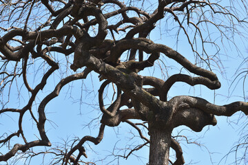 シダレエンジュ　自然の造形