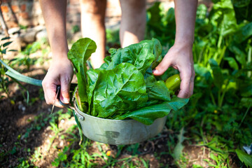 gathering chards from the garden