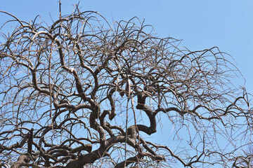 シダレエンジュ　自然の造形