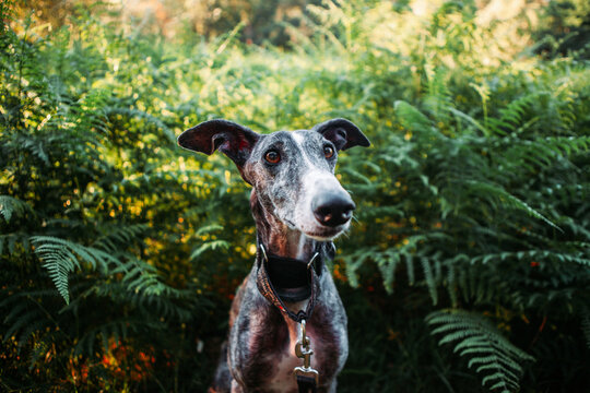 Greyhound standing at some fern plants
