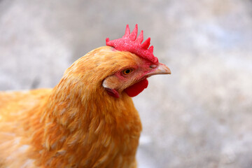 Red Hen Closeup