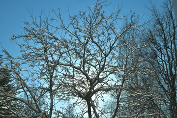 transparent snow on the branches on a sunny day