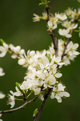 Cherry branch with white flowers