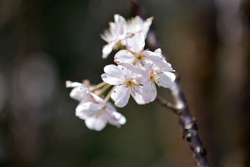 ベニバスモモ　桜に似た花