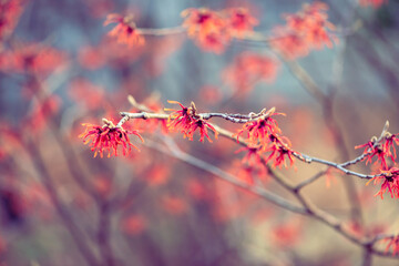 Diane witch hazel flowers blooming in winter