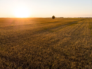 Obraz premium Aerial view of agricultural parcels of different crops. Lone tree in the middle of a field. Hay bale fields and farmlands of Lithuania.