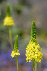 ブルビネラ・フロリブンダ