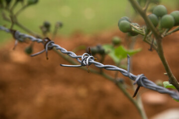Barb wire