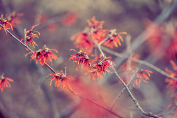 Diane witch hazel flowers blooming in winter