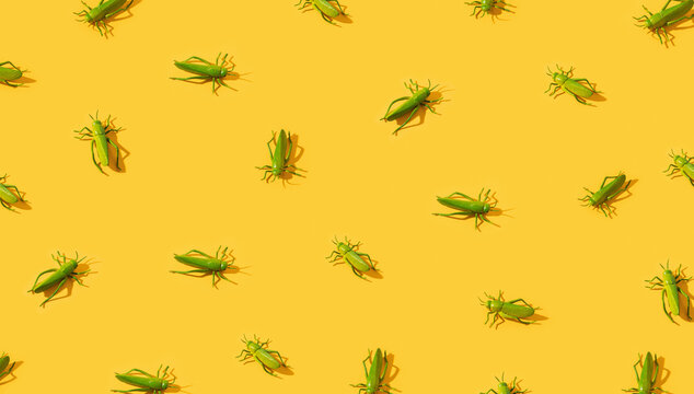 Grasshoppers