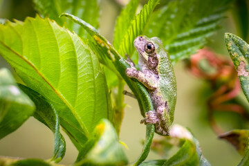 Obraz premium A young Cope's Gray Tree Frog (Hyla chrysoscelis) perches on a leaf. Raleigh, North Carolina.