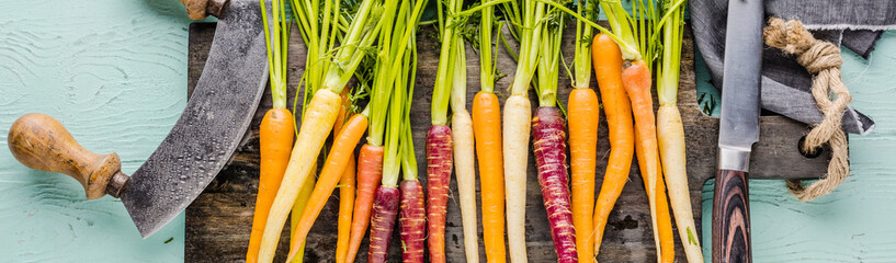 Bunch of freshly picked rainbow carrots 