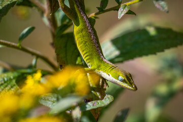 A Green Anole (Anolis carolinensis) is chilling while soaking up the sun. Good for a relaxing meme.