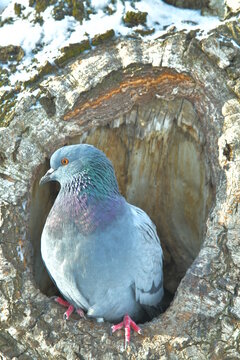 Blue Pigeon In A Hollow Birch Tree