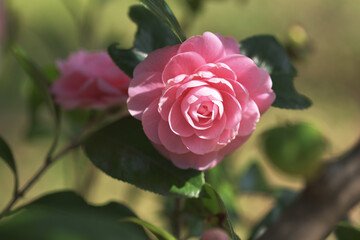 乙女椿　ツバキの花