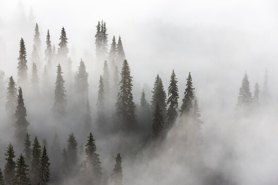 Fototapeta Into the fog