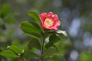 管公　ツバキの花
