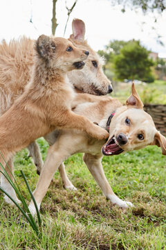 Young dogs playing together
