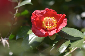 Obraz premium 朝顔 ツバキの花
